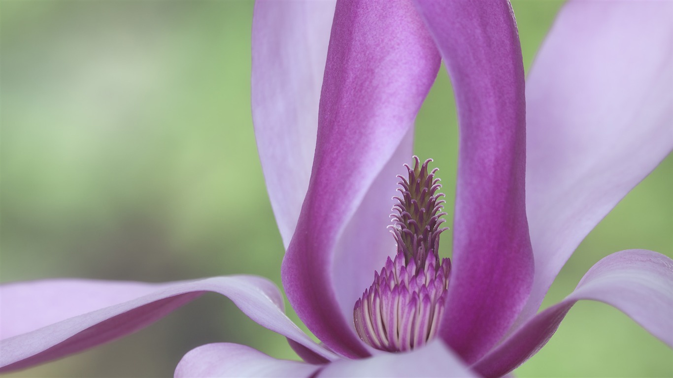 fondos de escritorio de flores con pantalla ancha de cerca (33) #9 - 1366x768