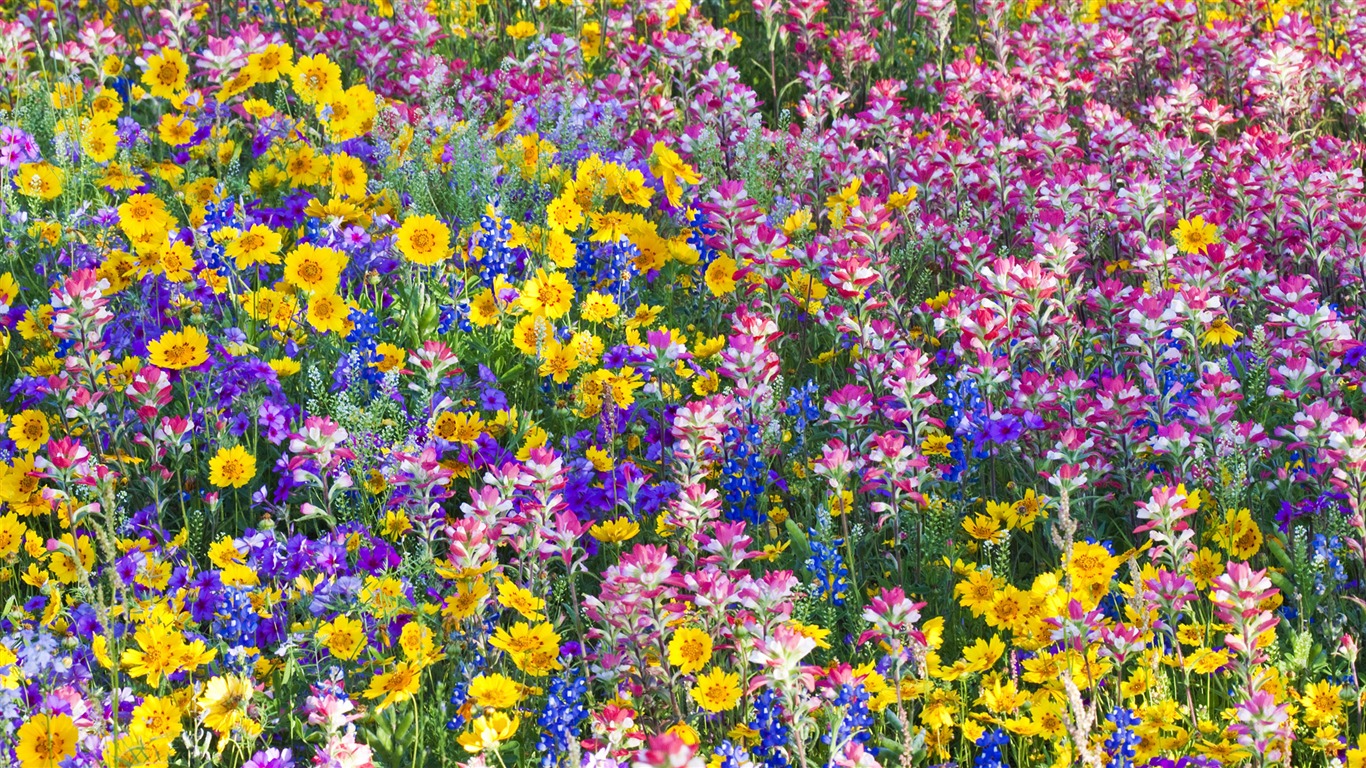 Widescreen wallpaper flowers close-up (33) #10 - 1366x768