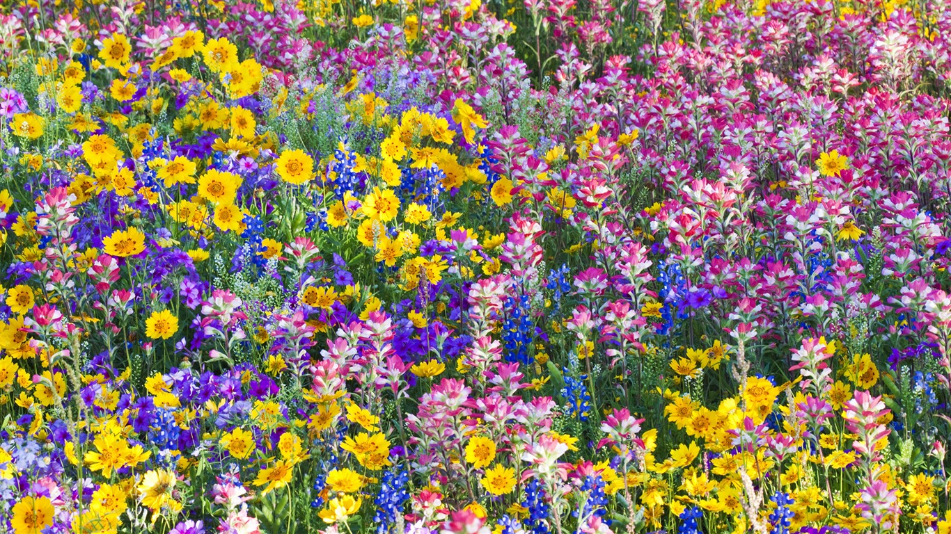 寬屏鮮花特寫 壁紙(33) #10 - 1366x768
