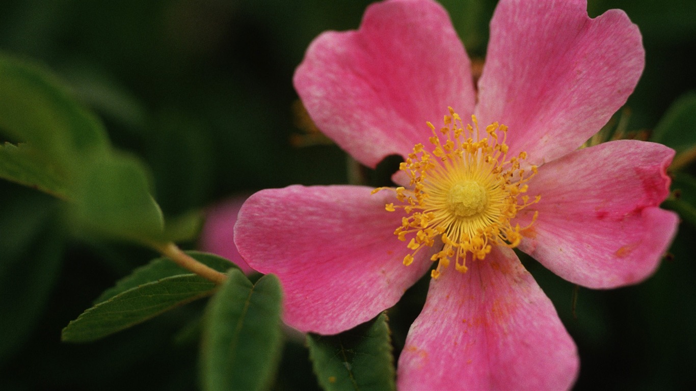 Widescreen wallpaper flowers close-up (33) #11 - 1366x768