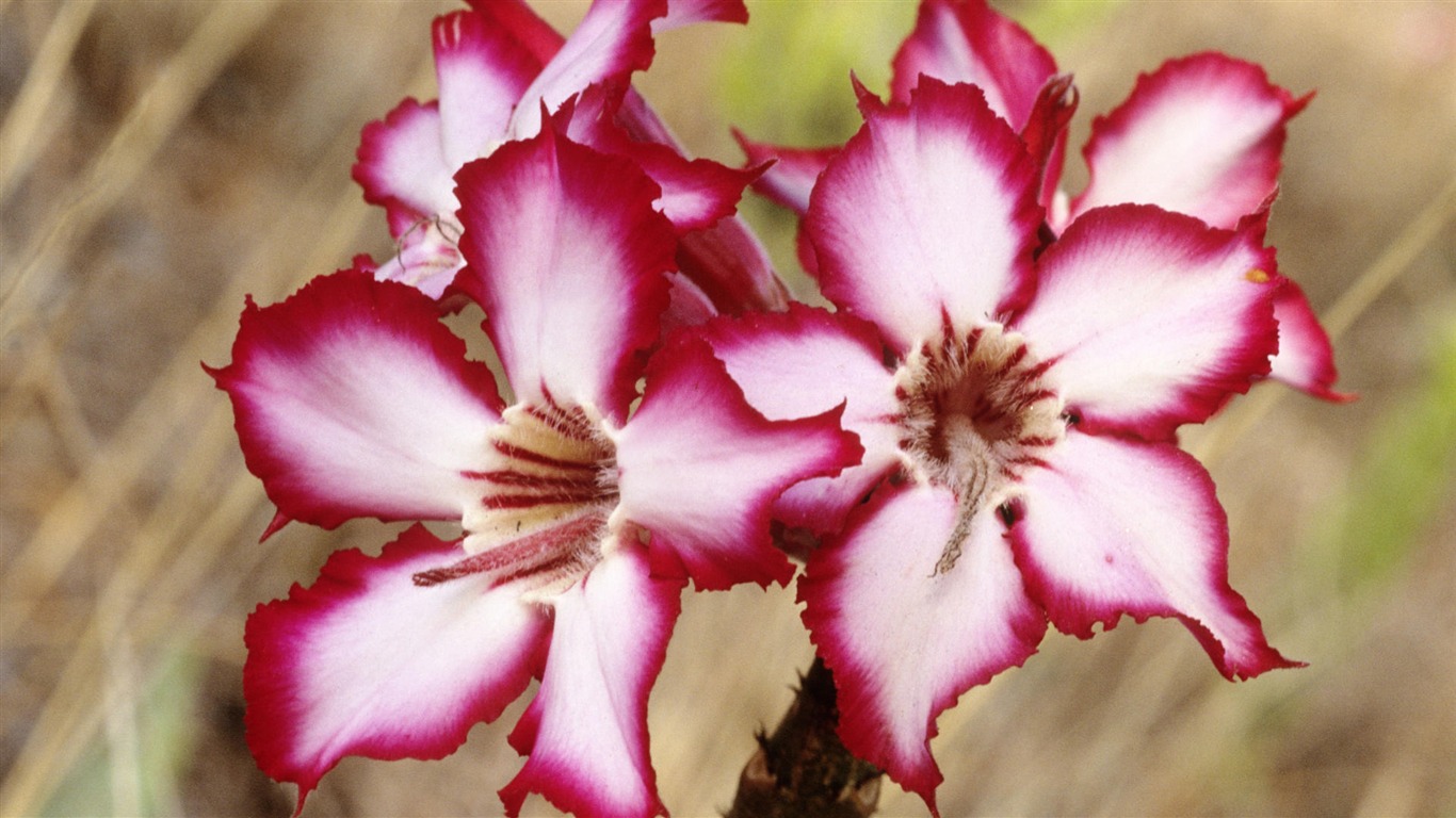 fondos de escritorio de flores con pantalla ancha de cerca (33) #15 - 1366x768