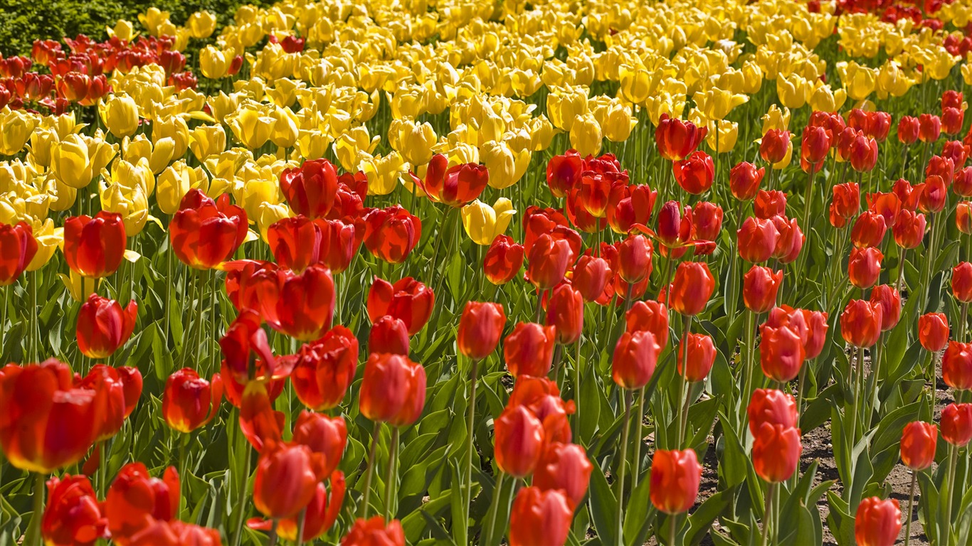 Widescreen wallpaper flowers close-up (33) #16 - 1366x768