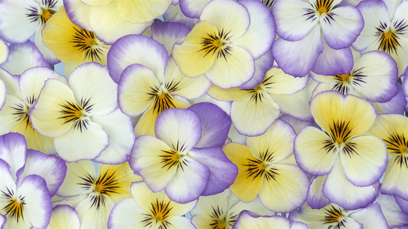 Widescreen wallpaper flowers close-up (33) #18 - 1366x768