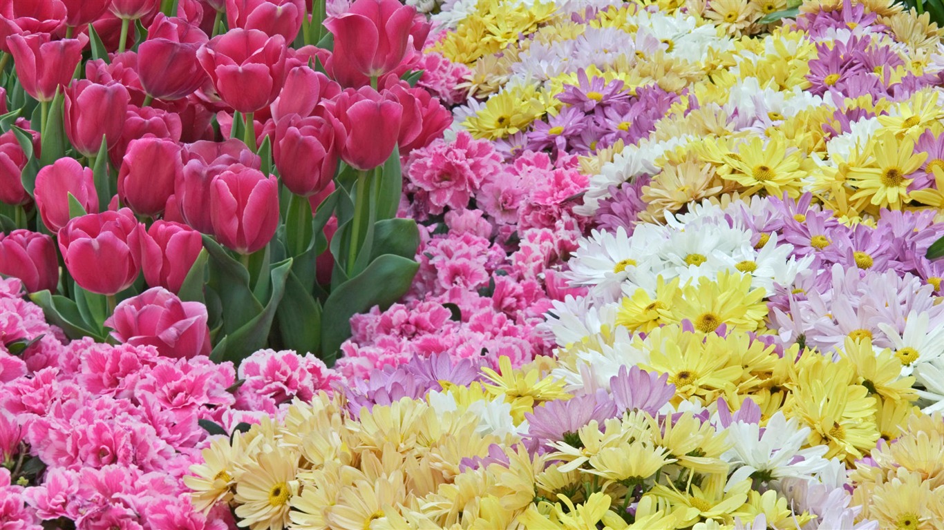 Widescreen wallpaper flowers close-up (33) #19 - 1366x768