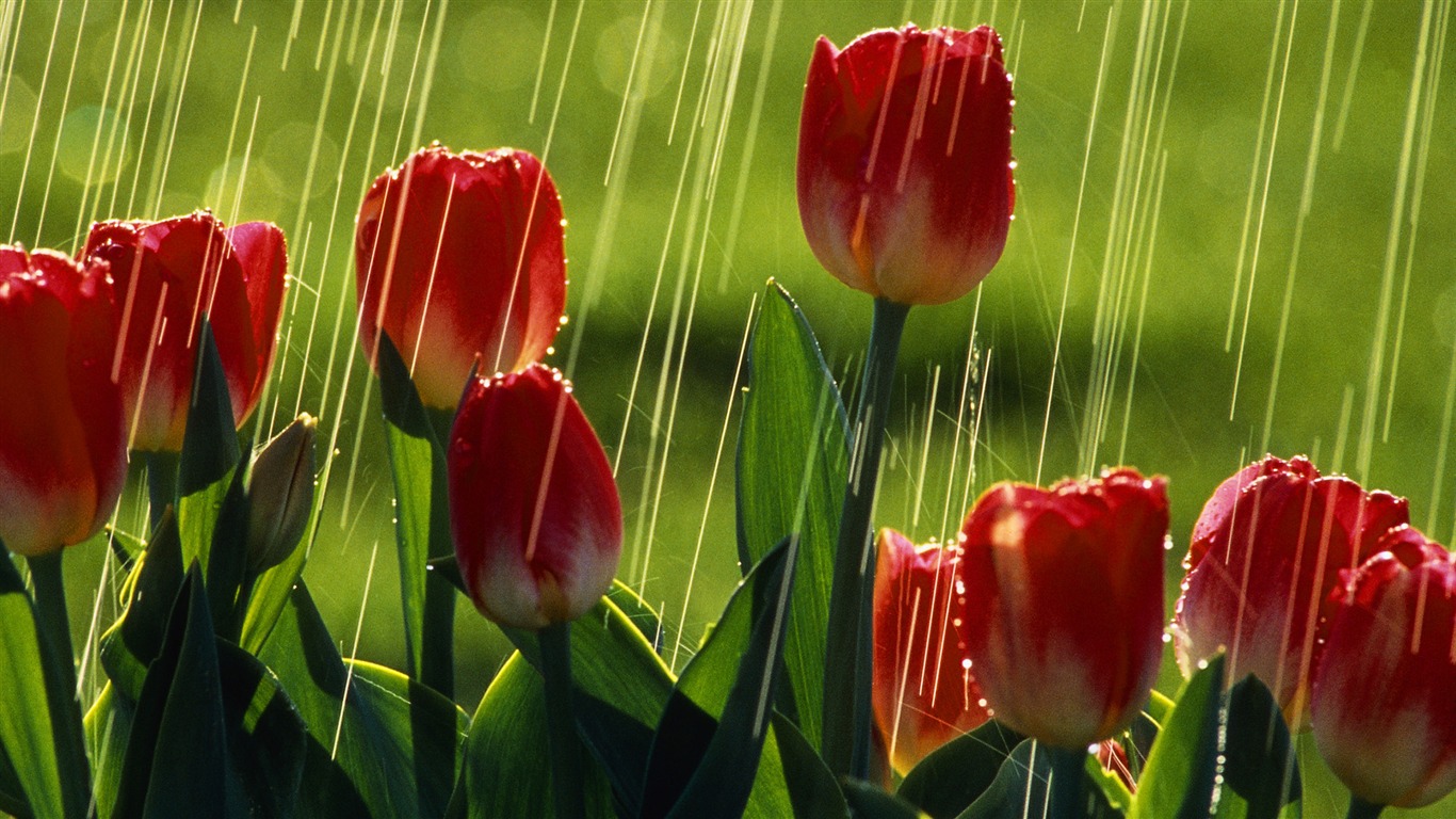 Widescreen wallpaper flowers close-up (33) #20 - 1366x768