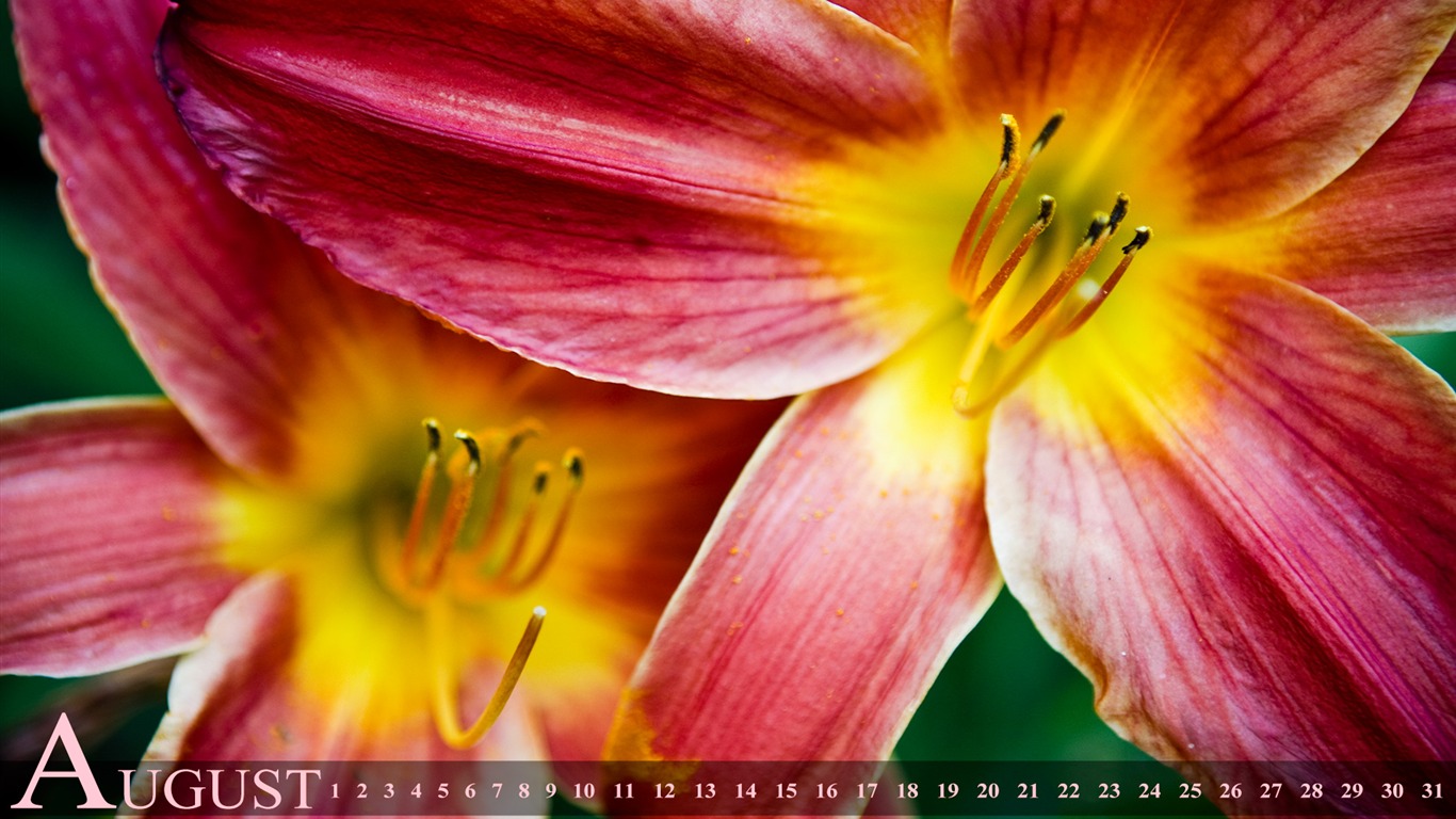 2011年8月 月曆壁紙(一) #1 - 1366x768