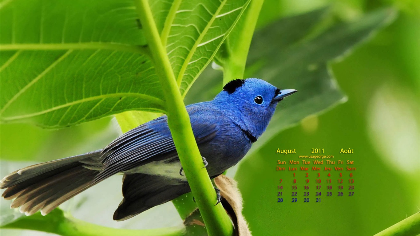 2011年8月 月曆壁紙(一) #4 - 1366x768