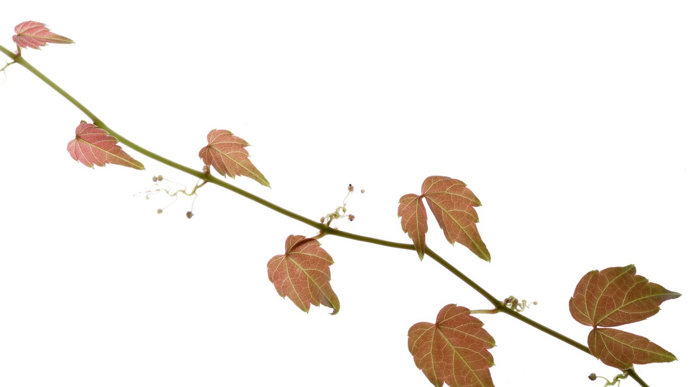 Zelené listy tapety #5 - 1366x768