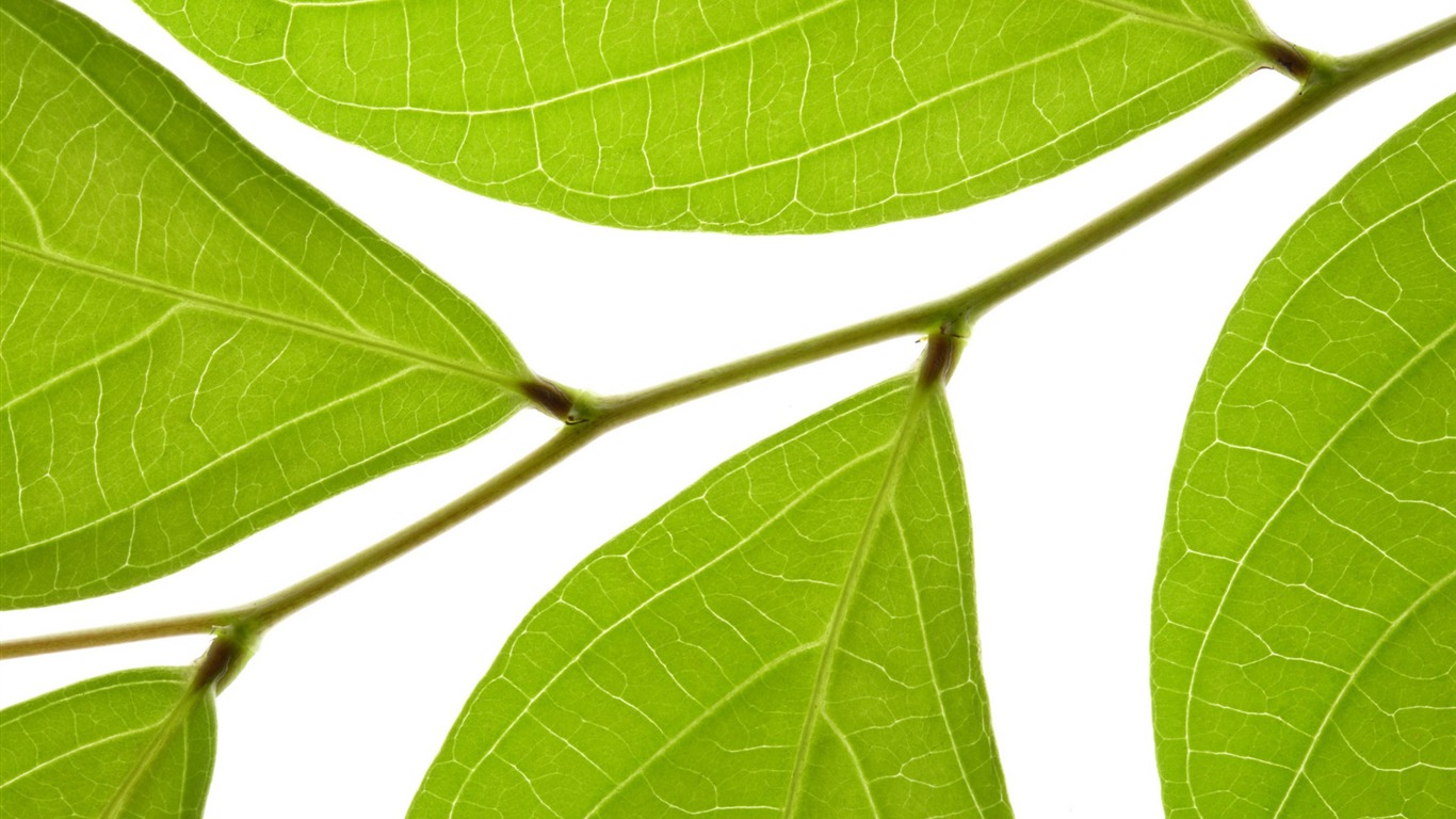 Green leaves wallpaper #13 - 1366x768