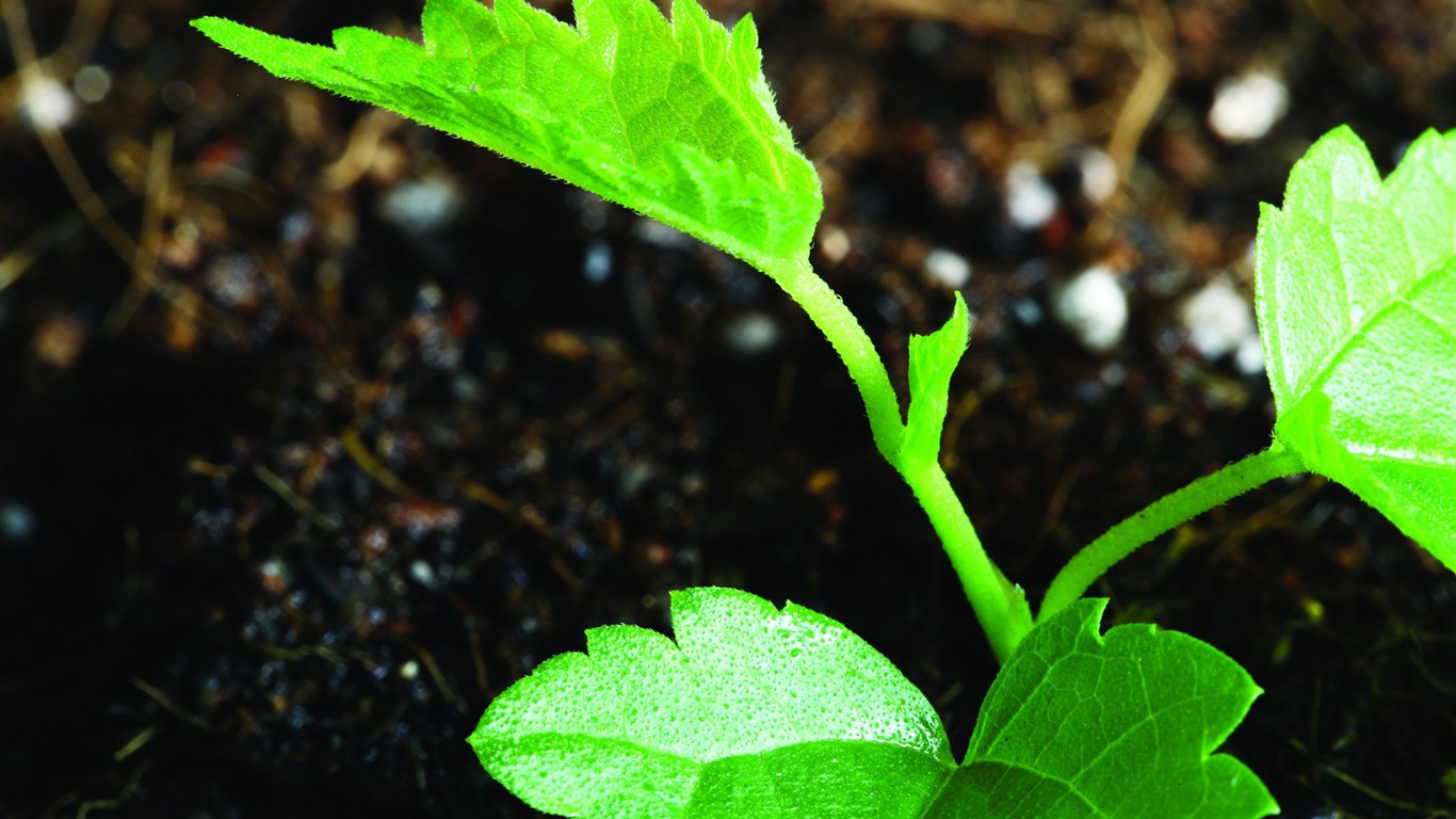 Green seedlings just sprouting HD wallpapers #1 - 1366x768