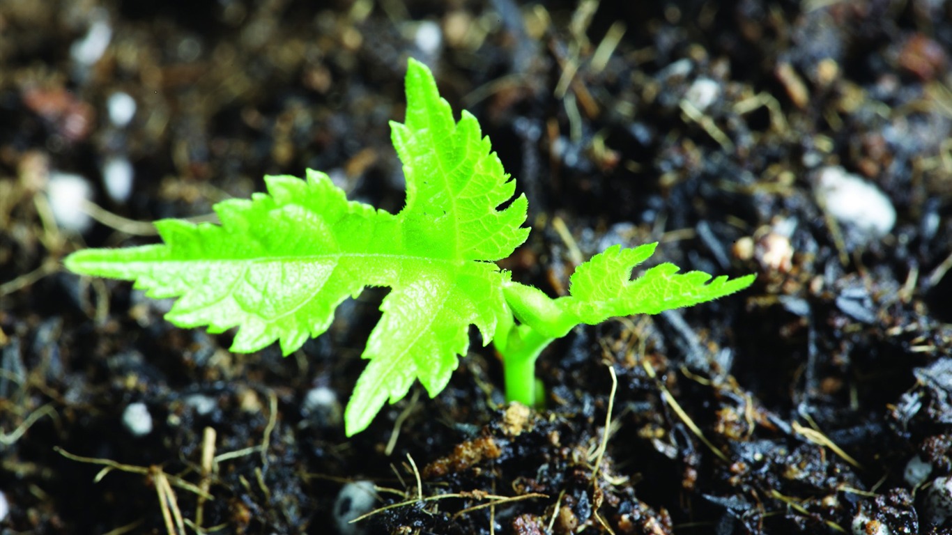 Plantas verdes sólo brotan fondos de pantalla HD #3 - 1366x768