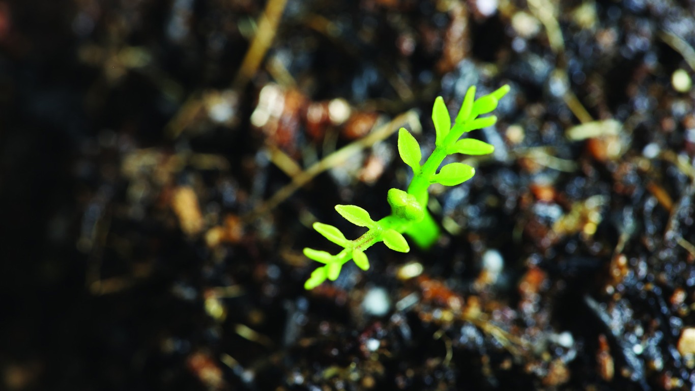 Green seedlings just sprouting HD wallpapers #4 - 1366x768