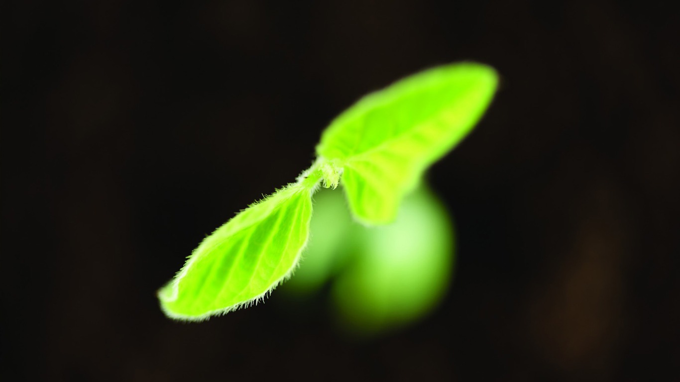 刚发芽的嫩绿幼苗 高清壁纸5 - 1366x768