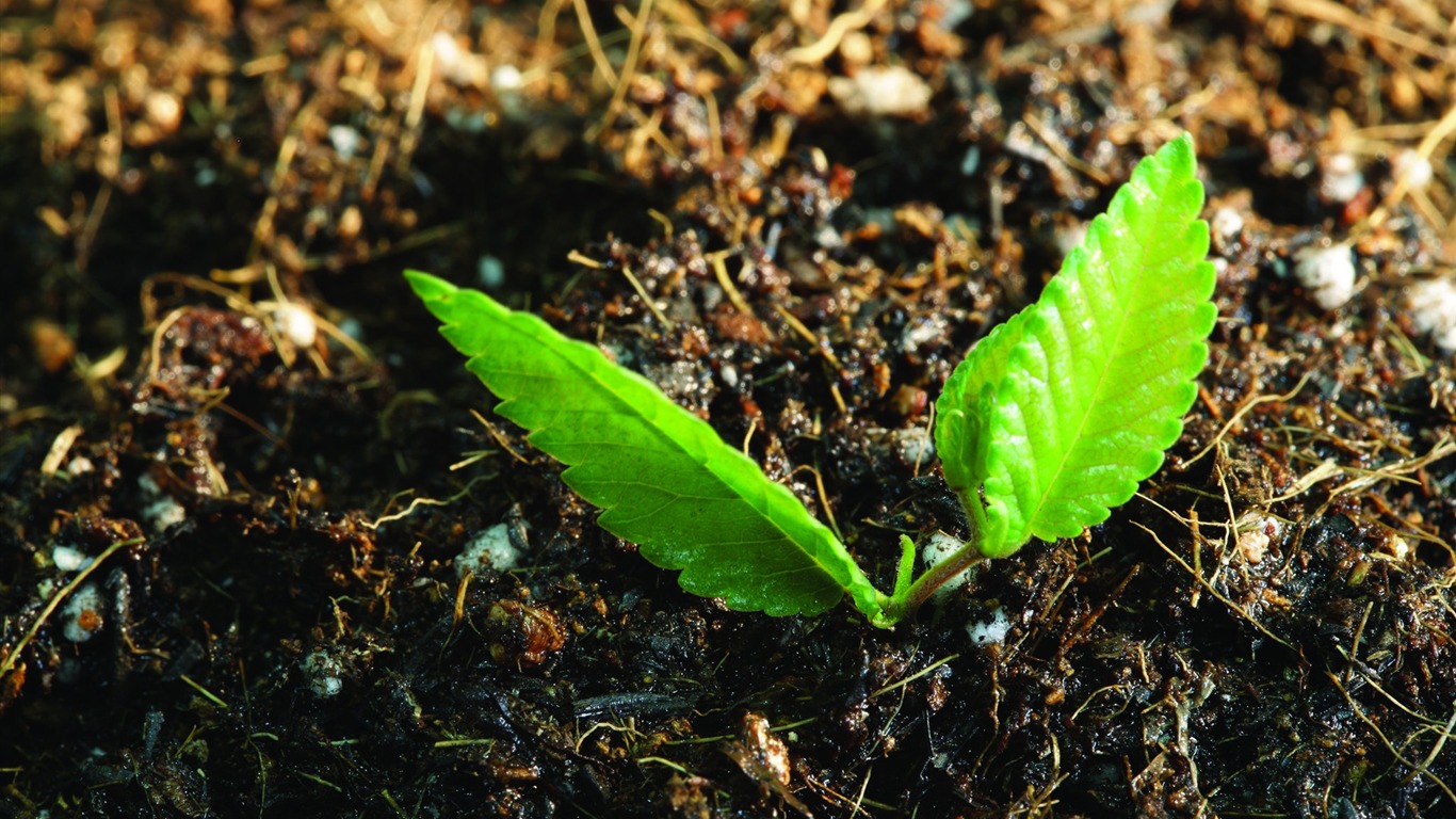 刚发芽的嫩绿幼苗 高清壁纸6 - 1366x768