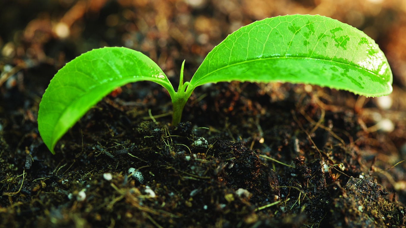 Plantas verdes sólo brotan fondos de pantalla HD #7 - 1366x768