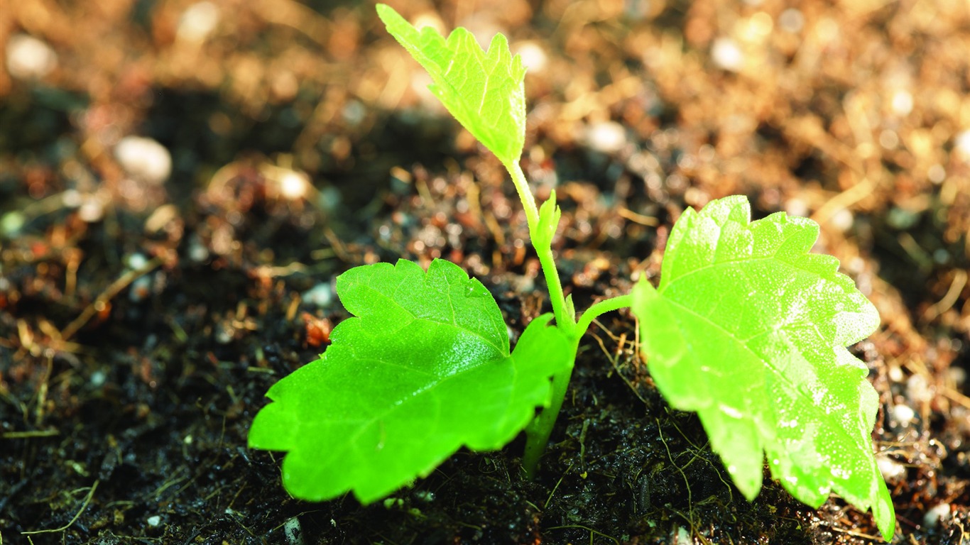 Plantas verdes sólo brotan fondos de pantalla HD #8 - 1366x768