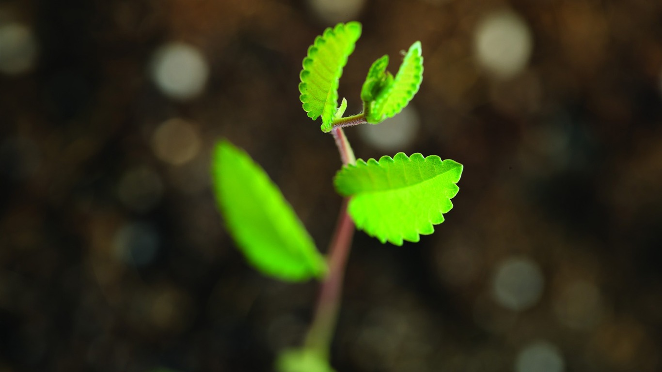 Plantas verdes sólo brotan fondos de pantalla HD #9 - 1366x768