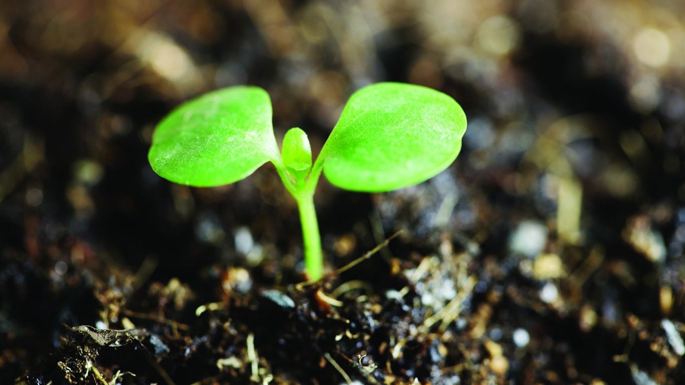 Plantas verdes sólo brotan fondos de pantalla HD #10 - 1366x768