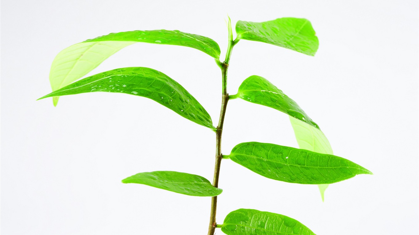 Plantas verdes sólo brotan fondos de pantalla HD #11 - 1366x768