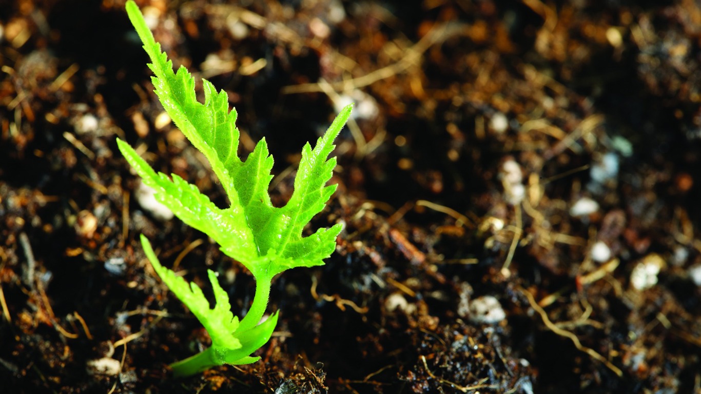 Plantas verdes sólo brotan fondos de pantalla HD #12 - 1366x768