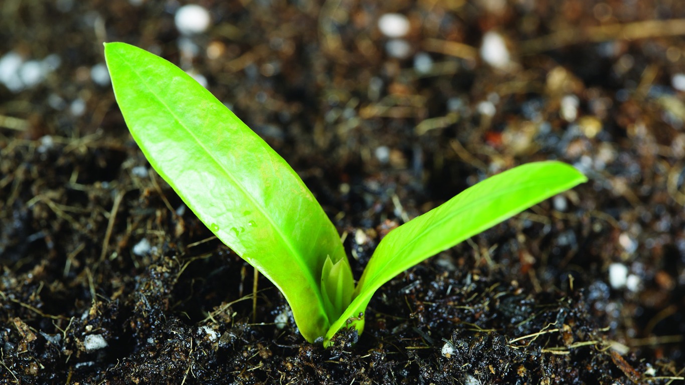 Plantas verdes sólo brotan fondos de pantalla HD #15 - 1366x768