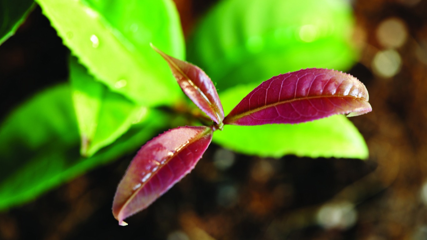 Plantas verdes sólo brotan fondos de pantalla HD #16 - 1366x768