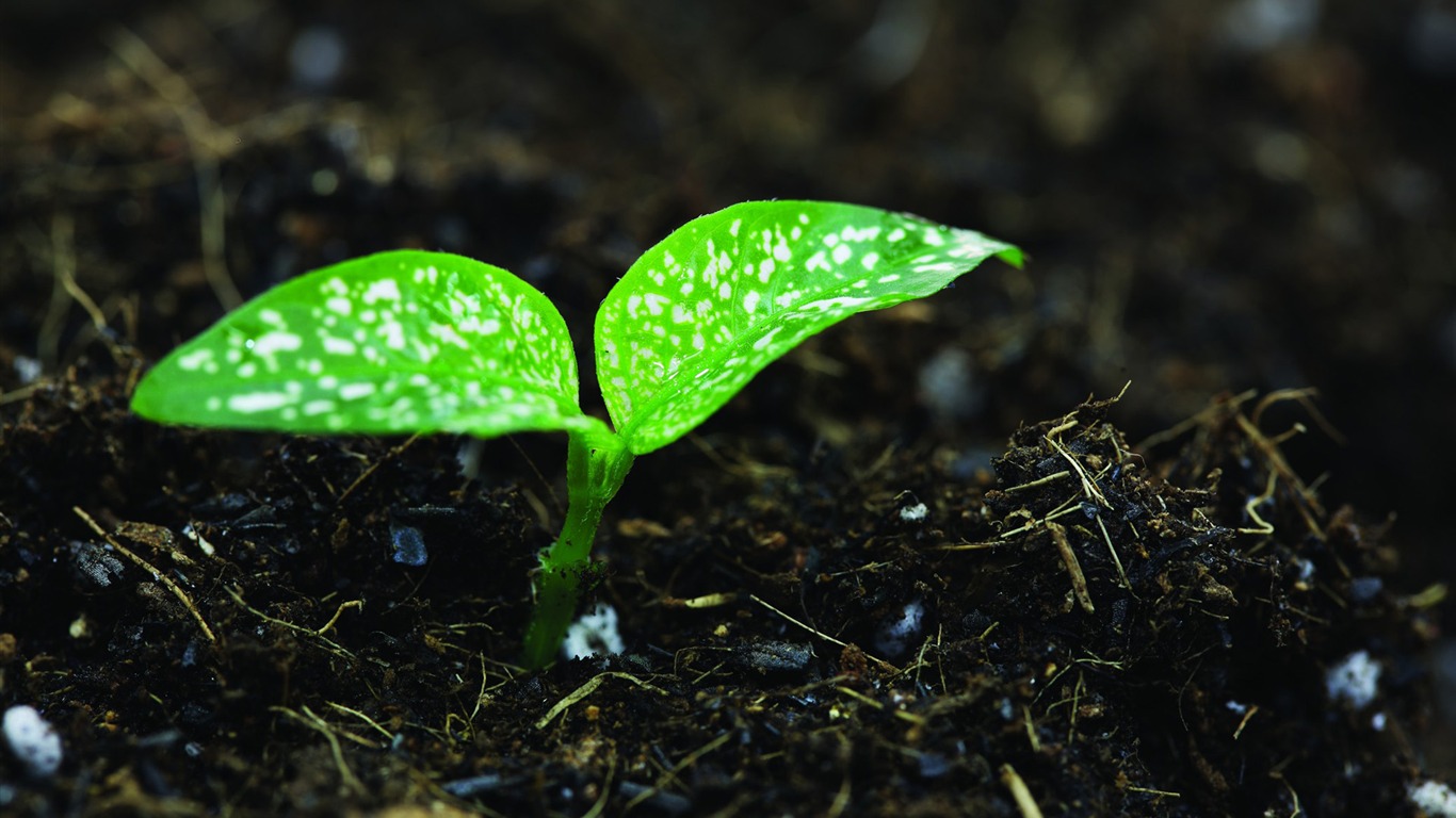 Green seedlings just sprouting HD wallpapers #17 - 1366x768