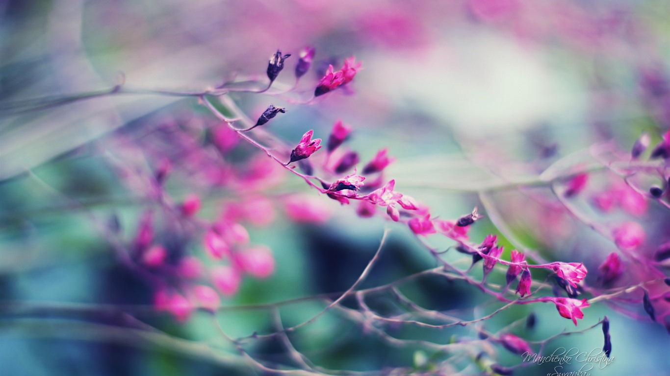 Windows 7 壁紙：夢幻花園 #4 - 1366x768