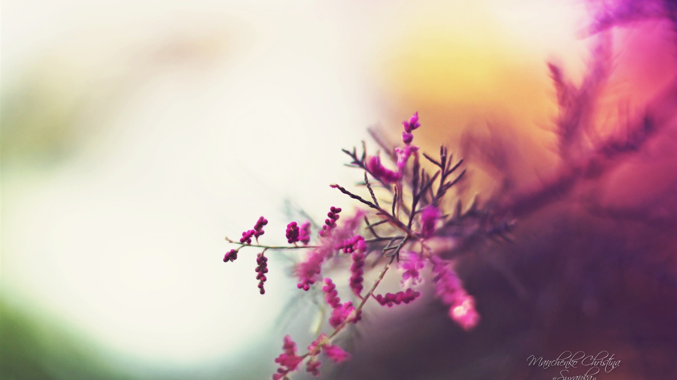 Windows 7 壁紙：夢幻花園 #5 - 1366x768