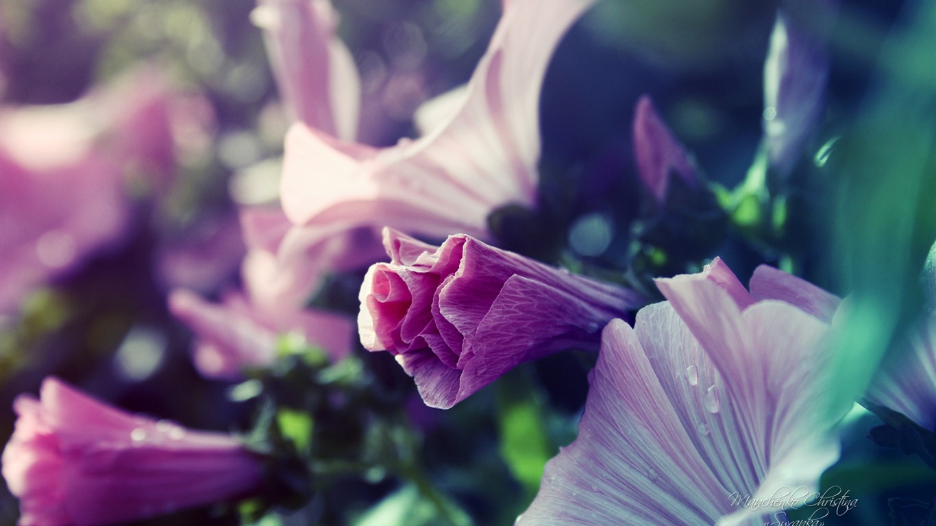 Windows 7 壁紙：夢幻花園 #8 - 1366x768