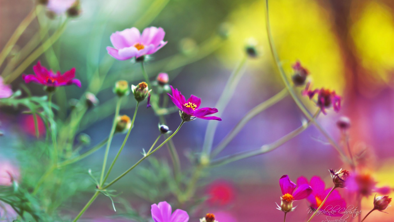 Windows 7 壁紙：夢幻花園 #11 - 1366x768