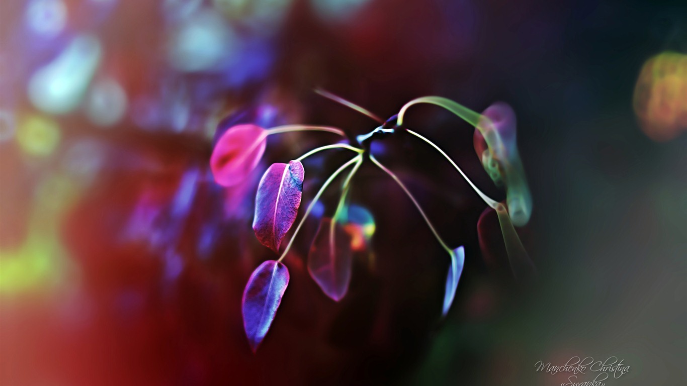 Windows 7 壁紙：夢幻花園 #13 - 1366x768