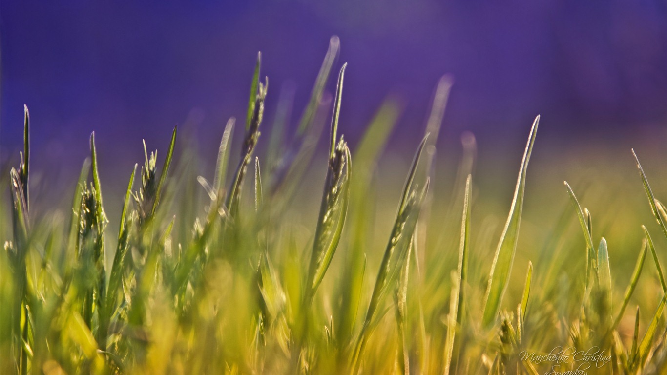 Windows 7 Wallpapers: Dream Garden #14 - 1366x768