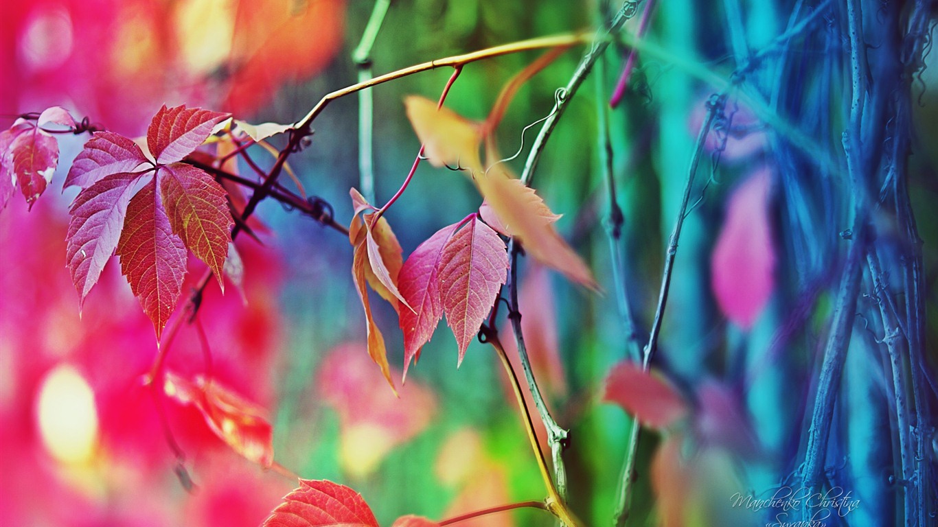 Windows 7 壁紙：夢幻花園 #15 - 1366x768