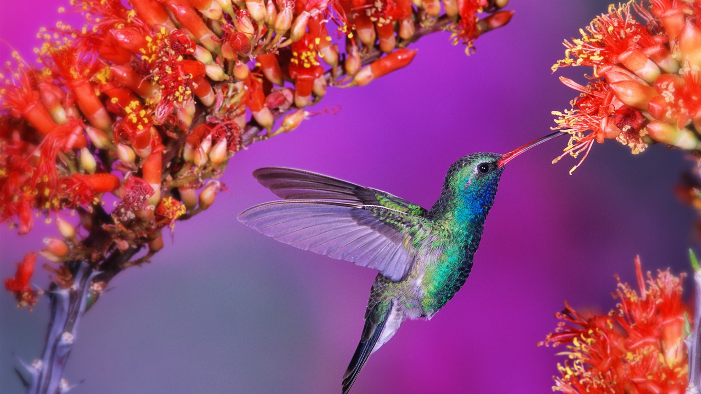 Windows 7 壁紙：美麗的鳥兒 #3 - 1366x768