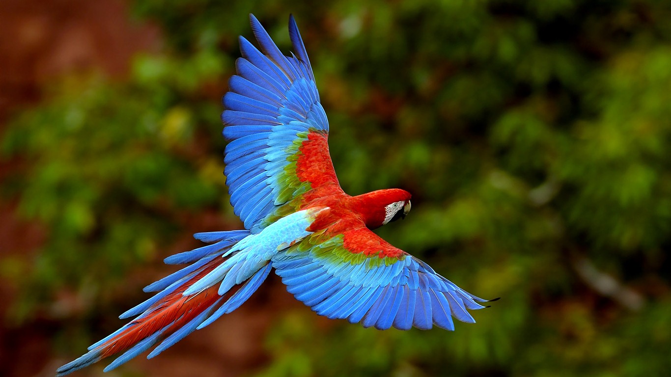Windows 7 壁纸：美丽的鸟儿9 - 1366x768