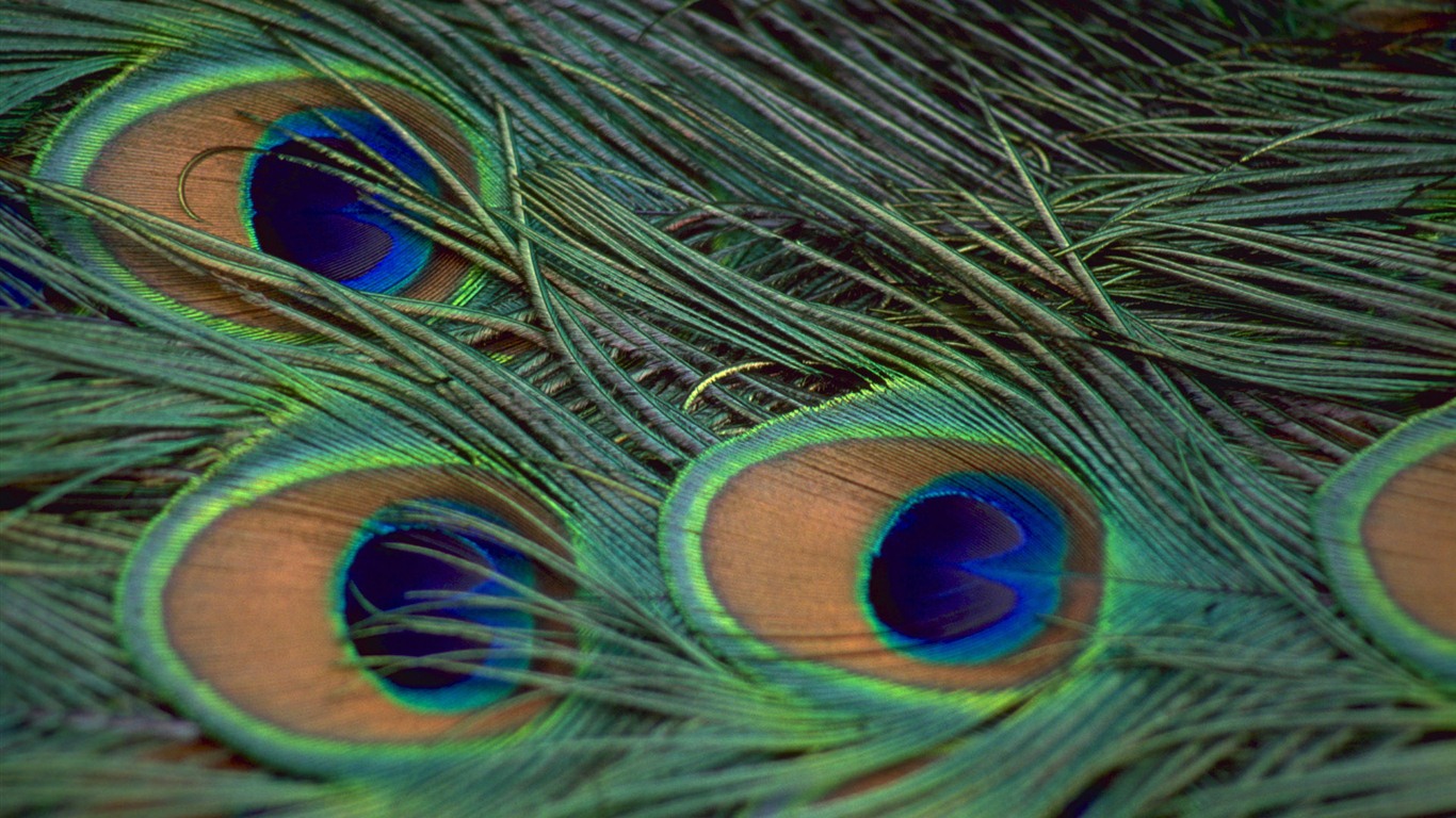 Windows 7 壁紙：美麗的鳥兒 #14 - 1366x768