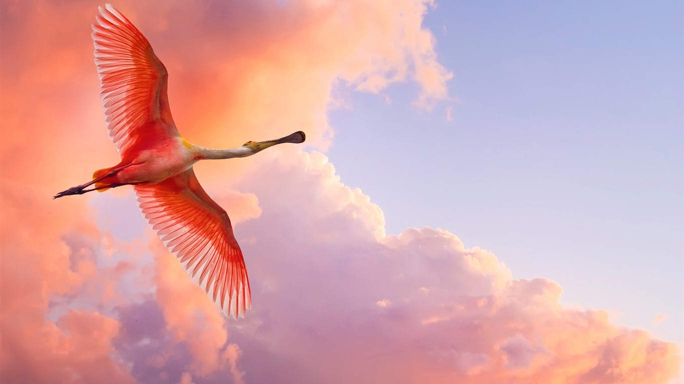 Windows 7 壁紙：美麗的鳥兒 #16 - 1366x768