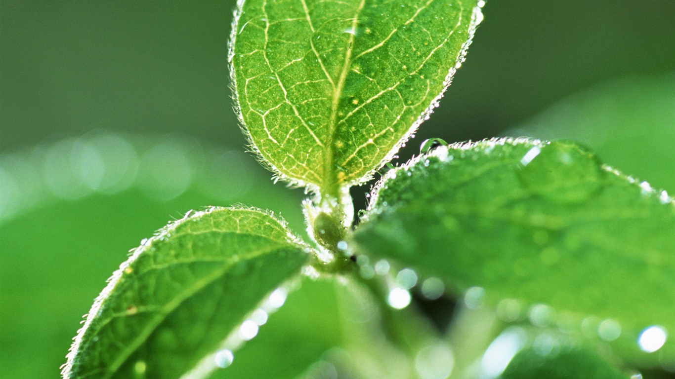 Green leaf with water droplets HD wallpapers #1 - 1366x768