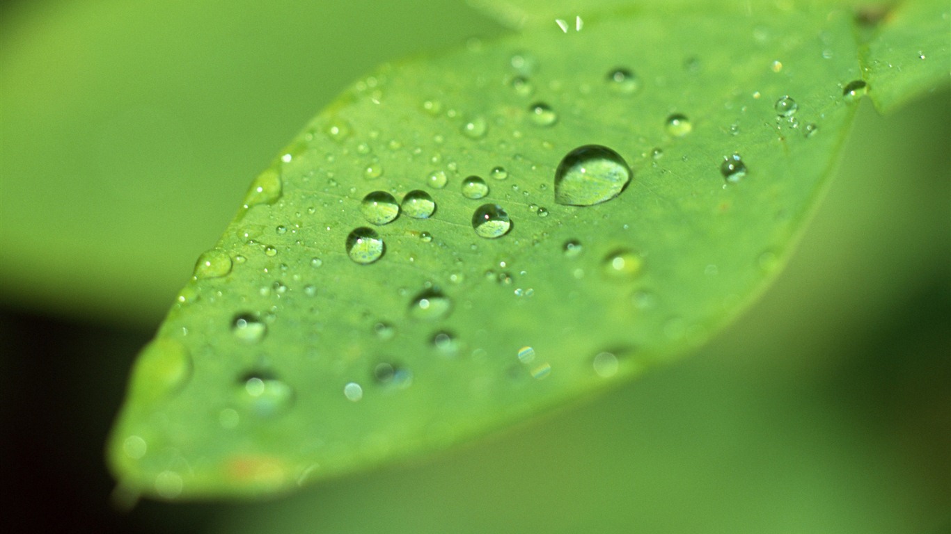 Green leaf with water droplets HD wallpapers #2 - 1366x768