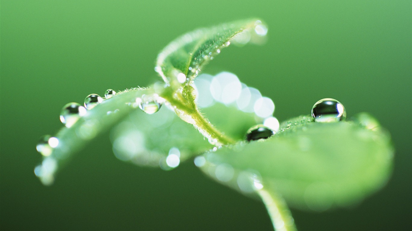 Green leaf with water droplets HD wallpapers #3 - 1366x768