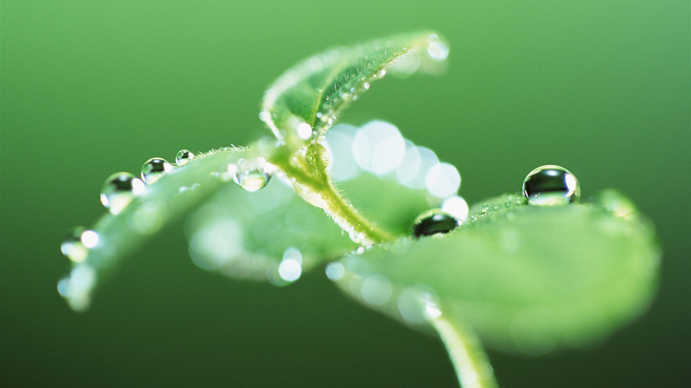 Hoja verde con las gotas de agua Fondos de alta definición #3 - 1366x768