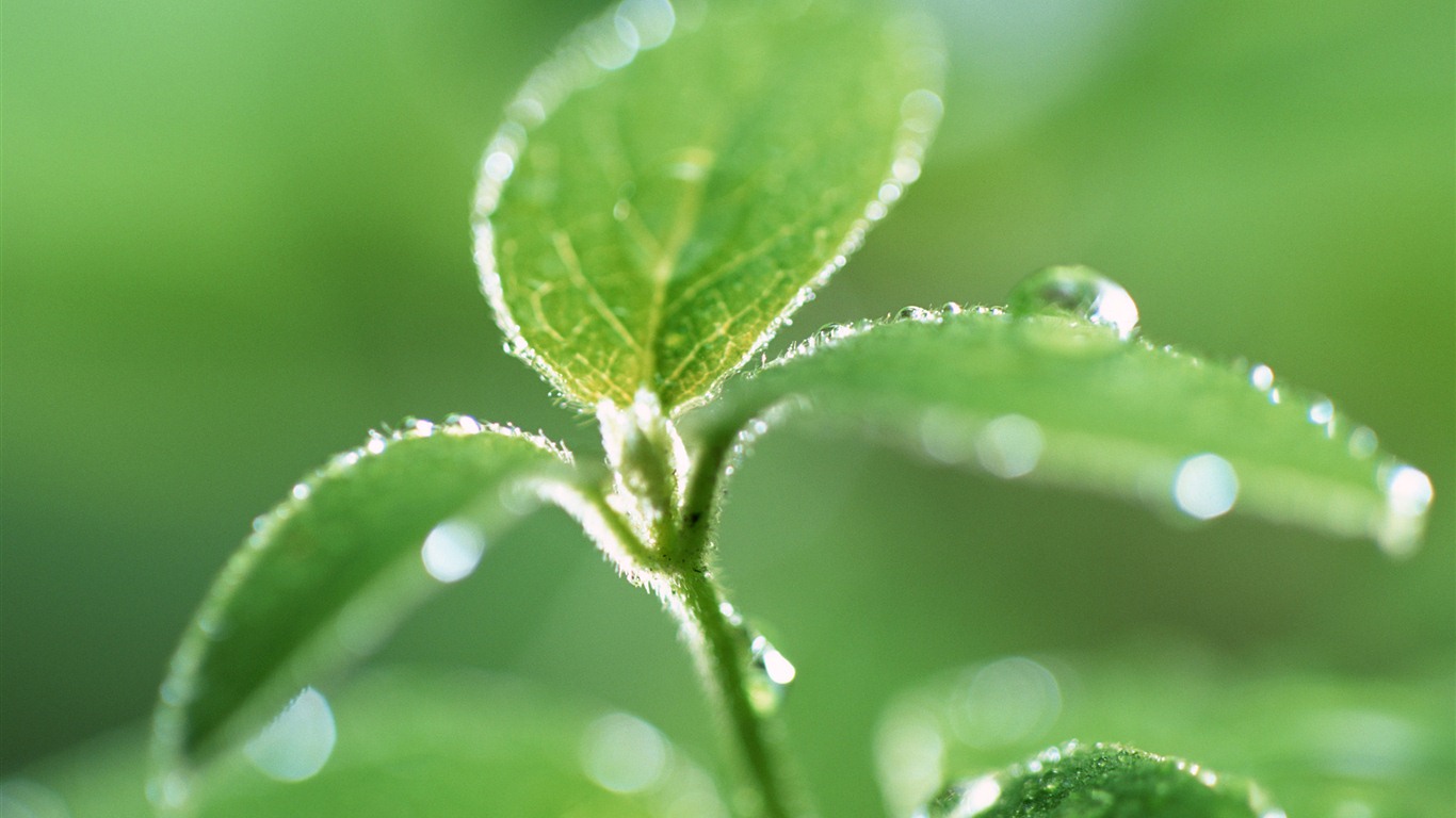 Green leaf with water droplets HD wallpapers #4 - 1366x768