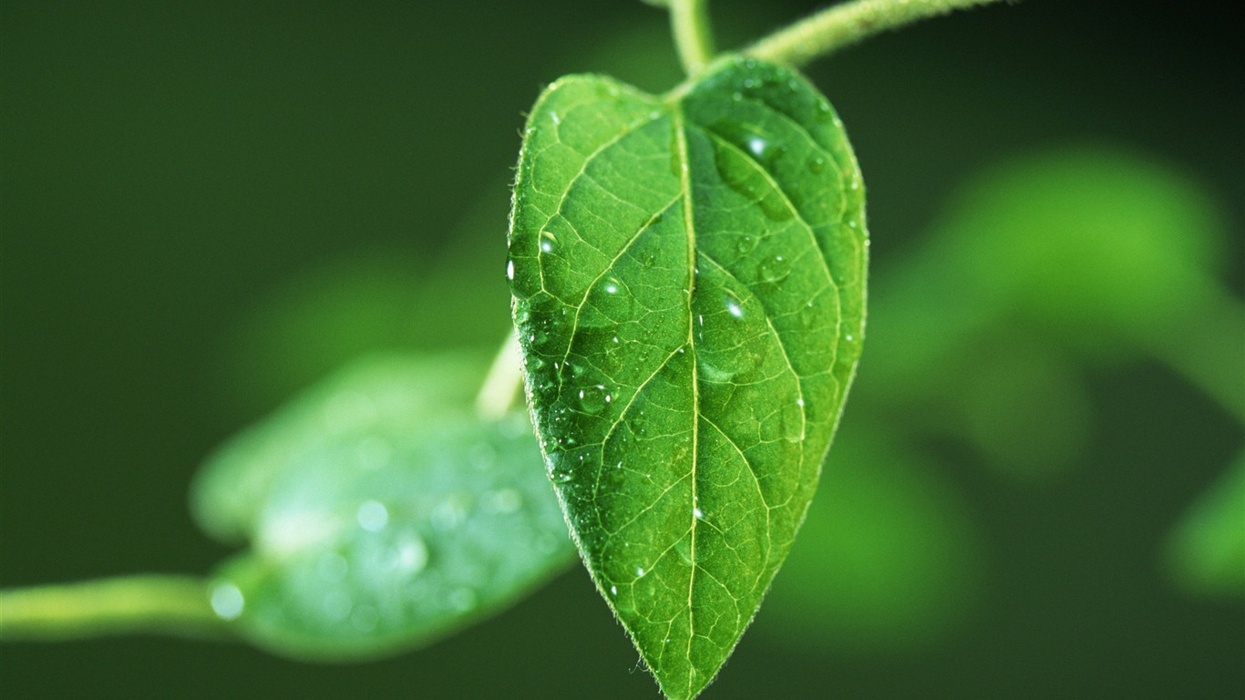 Green leaf with water droplets HD wallpapers #5 - 1366x768
