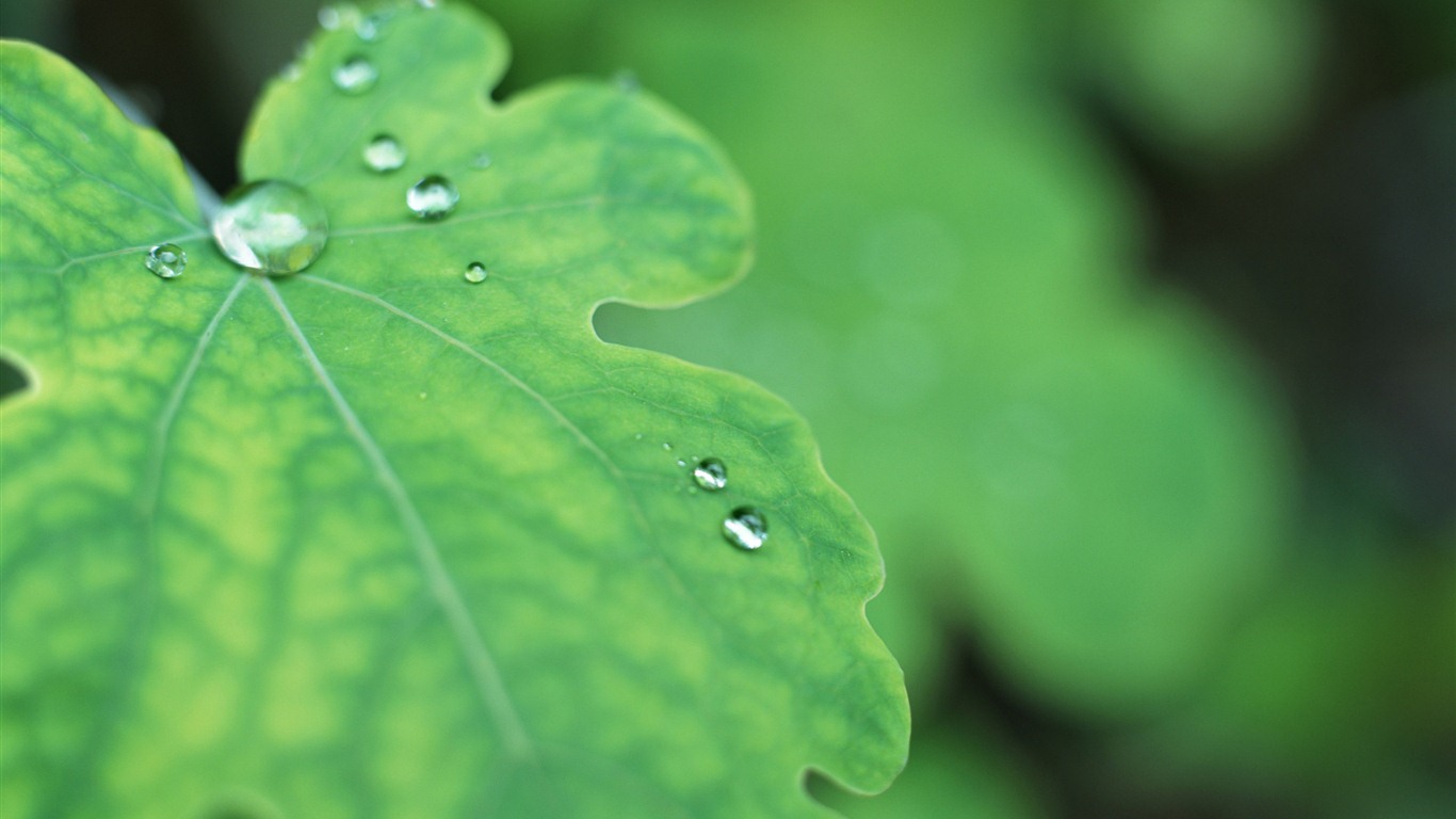 Green leaf with water droplets HD wallpapers #6 - 1366x768