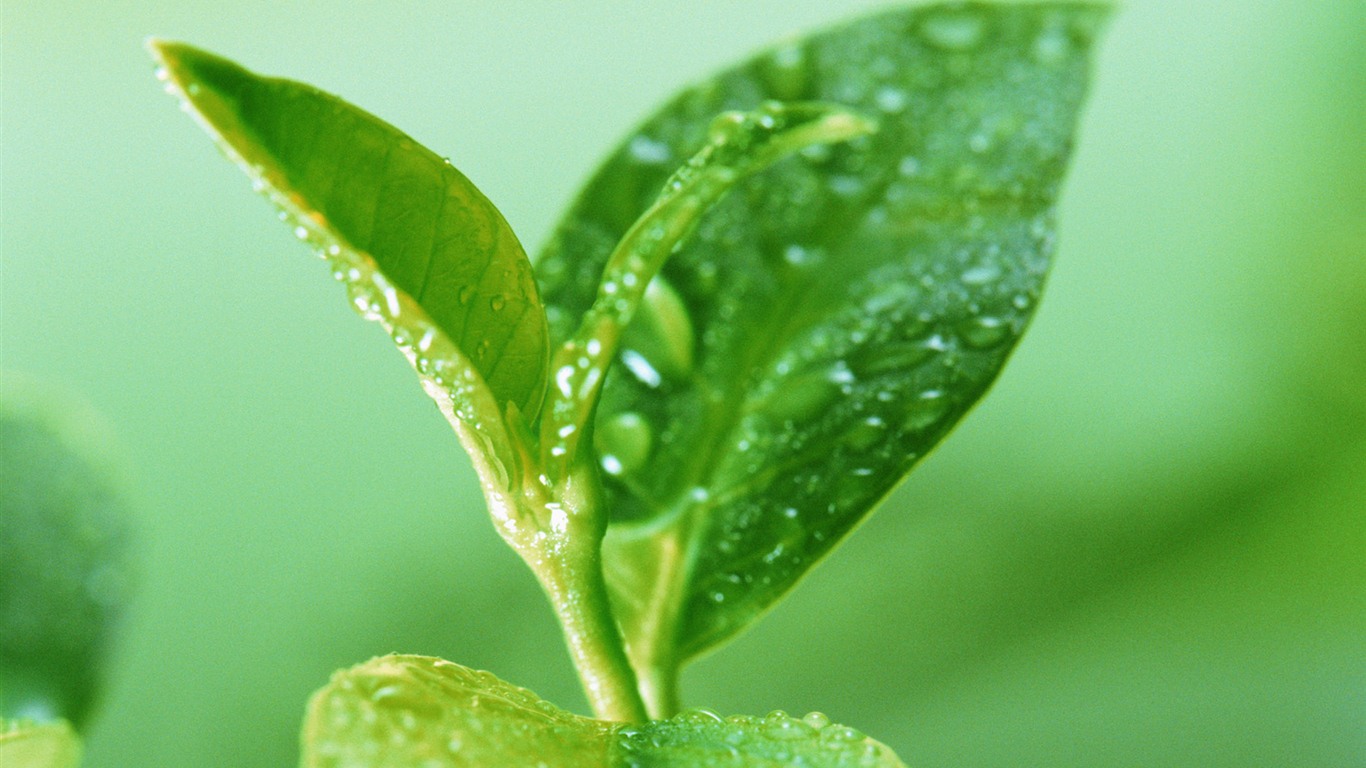 Green leaf with water droplets HD wallpapers #7 - 1366x768