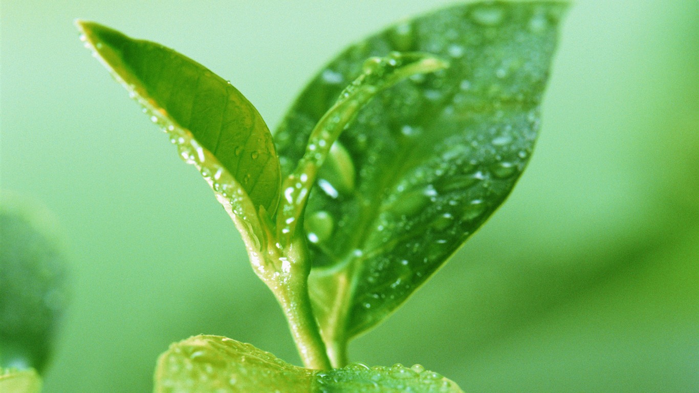 Hoja verde con las gotas de agua Fondos de alta definición #7 - 1366x768