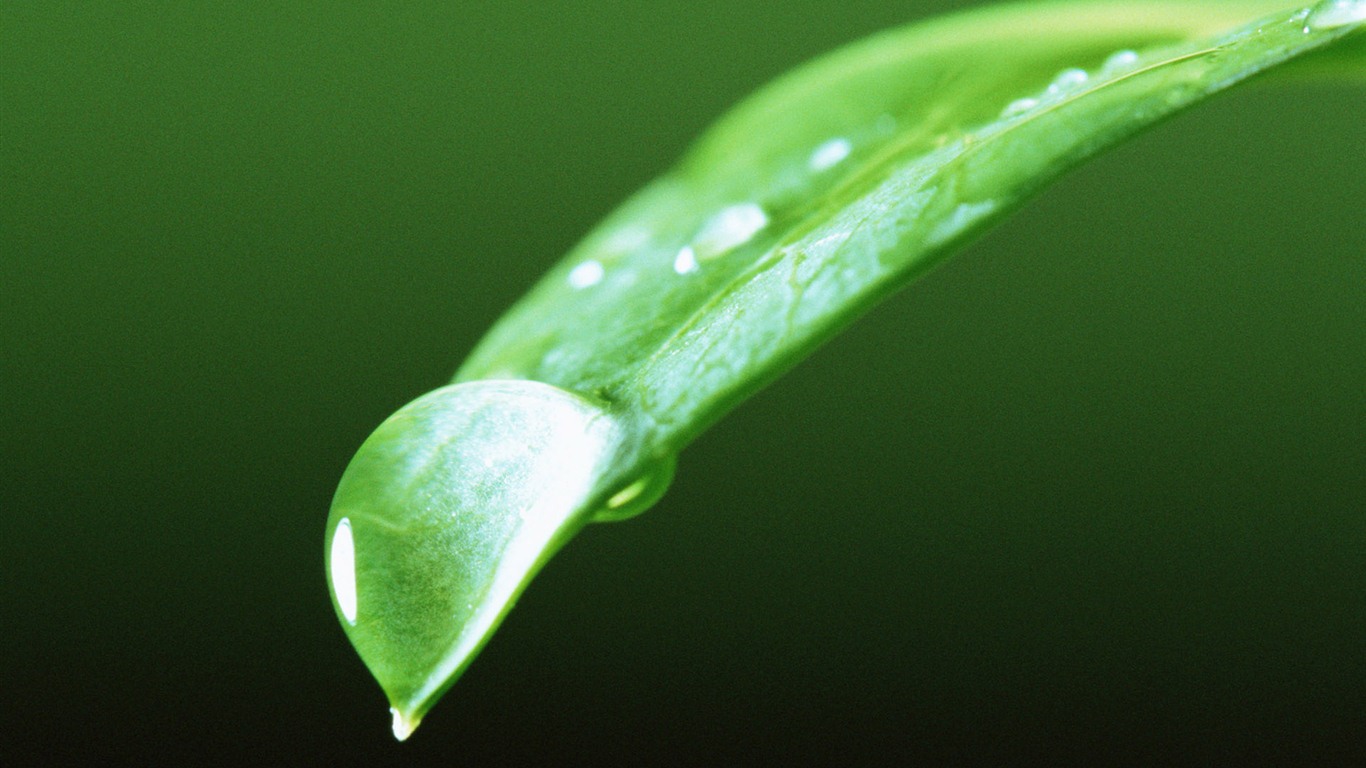 Green leaf with water droplets HD wallpapers #8 - 1366x768