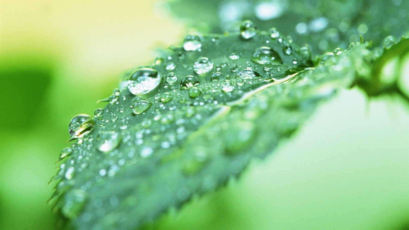 Green leaf with water droplets HD wallpapers #9 - 1366x768