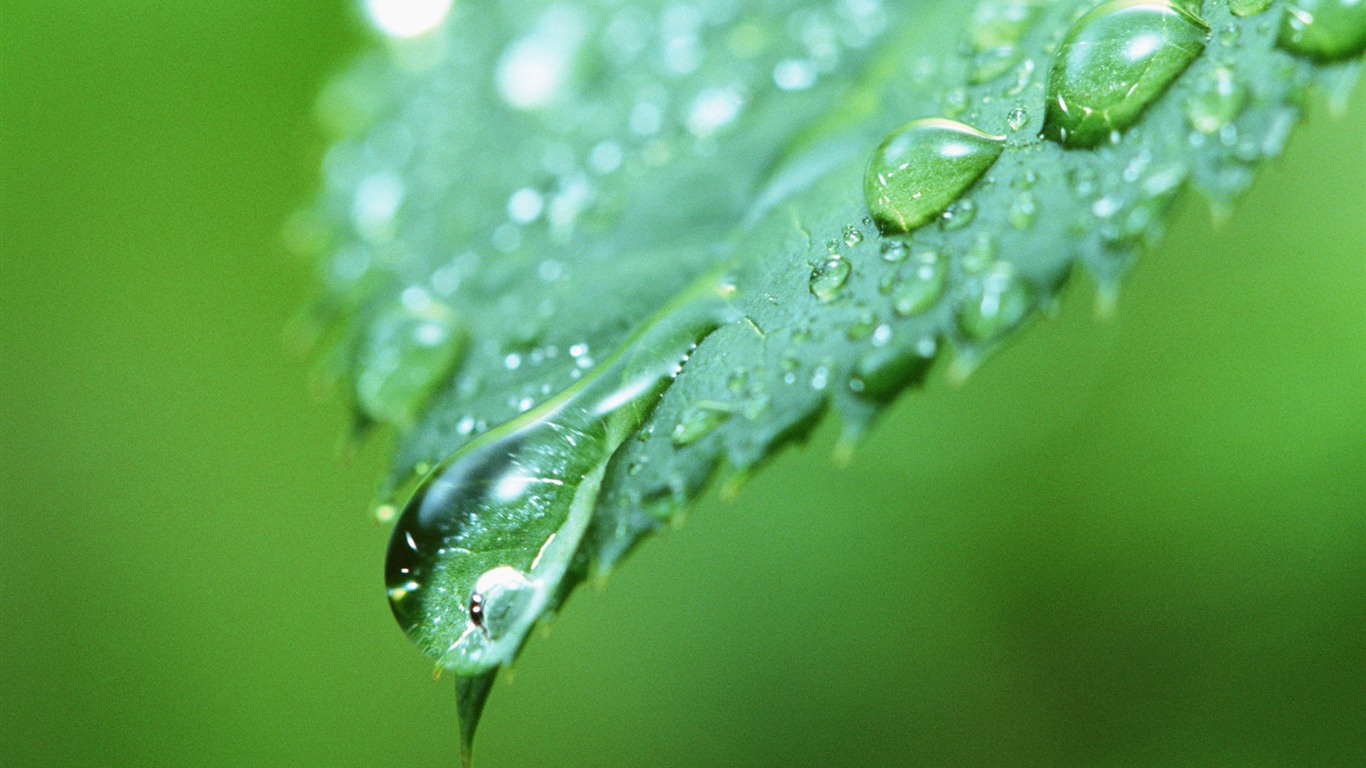 Green leaf with water droplets HD wallpapers #10 - 1366x768